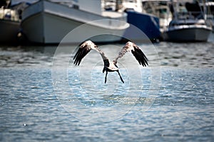 A pelican taking off in Shem creek. photo