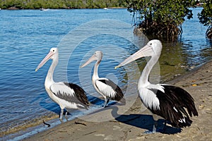 Pelican three brothers