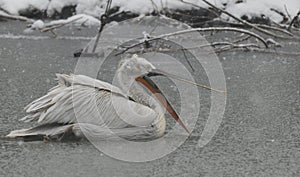 Pelican under the snow