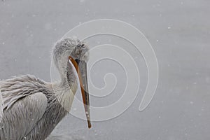 Pelican under the snow photo