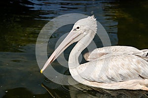 Pelican