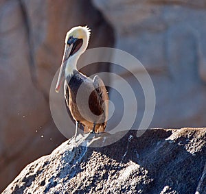 Pelican warming in the sun on Pelikan Rock in Cabo San Lucas Baja Mexico