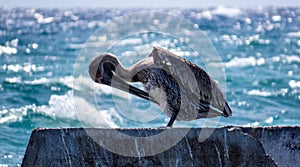 Pelican washing his feathers with his long beak