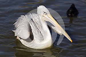 Pelican on the water