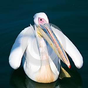 Pelican on water