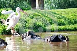 Pelican and Water Buffalo