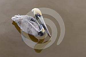 Pelican In Water In Florida With Reflection