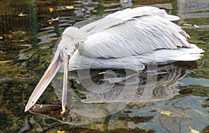 A pelican is in the water with its head down
