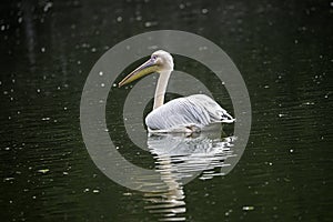 Pelican on the water of a lake looking for prey.