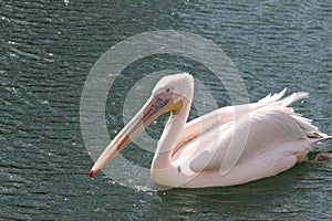 pelican on the water