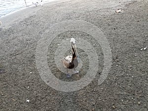 Pelican and water and sand in La Guancha in Ponce, Puerto Rico photo