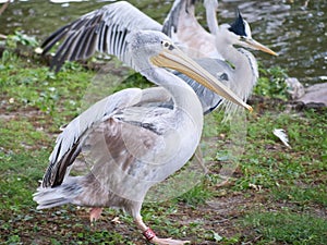 Pelican on the water. White gray plumage, large beak, at a large sea bird. Animal