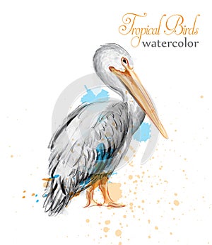 Pelican watercolor Vector. Tropic colorful birds