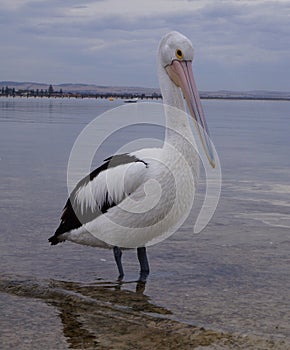 Pelican what you looking at