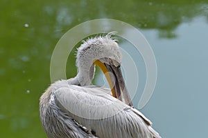 pelican who cleans his back