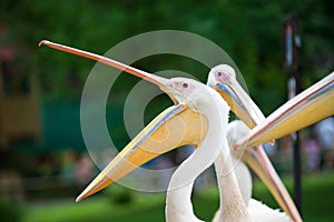 Pelican with wide open beak