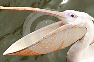 Pelican with wide open beak