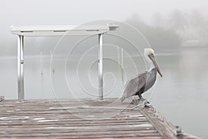 Pelican wild bird nature bridge