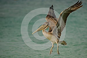 Pelican with wings spread 2