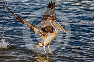 Pelican with wings spread 3