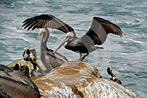 Pelican Wingspan