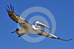 Pelican Wingspan