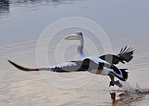 Pelican Wingspan: Taking Flight