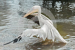 Pelican wingspan in water