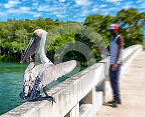 Pelican on a wooden bridge