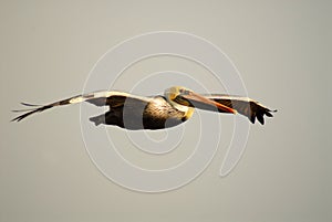 Pelican with yellow head in flight in Pismo Beach California