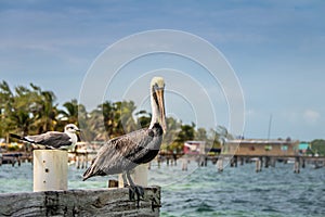 Pelican and young laughing gull standing on a pier - Caye Caulker, Belize