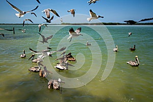 pelican YucatÃ¡n peninsula in southeastern mexico