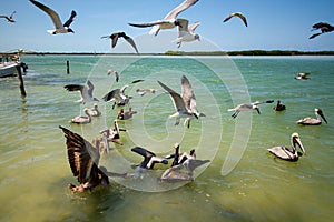 pelican YucatÃ¡n peninsula in southeastern mexico