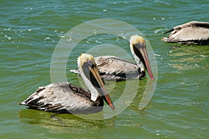 pelican YucatÃ¡n peninsula in southeastern mexico