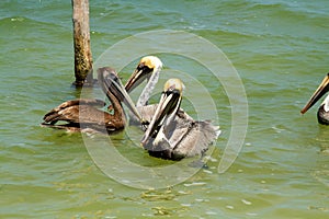 pelican YucatÃ¡n peninsula in southeastern mexico