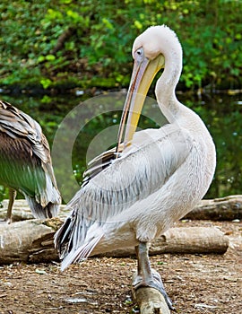 Pelican in a zoo preening its feathers