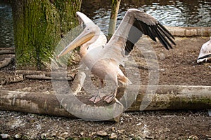 Pelican at the zoo