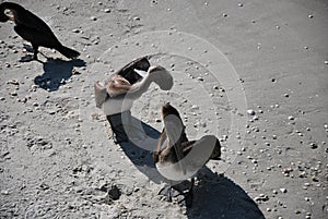 Pelicanes on the Beach at the Gulf of Mexico, Naples, Florida