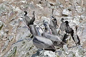 Pelicano alcatraz Pelecanus thagus photo