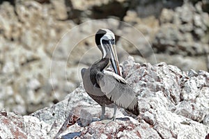 Pelicano alcatraz Pelecanus thagus photo