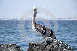 Pelicano en la playa sobre rocas en Bahia Inglesa, Chile photo