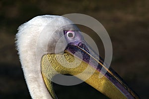 Pelicano photo