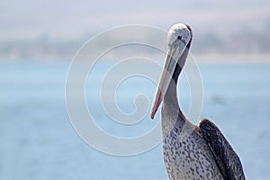 Pelicano peruano