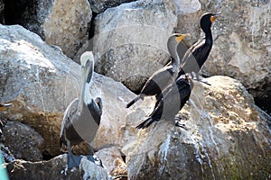 Pelicano y gaviotas negras en las rocas photo