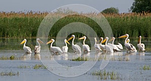 Pelicans photo