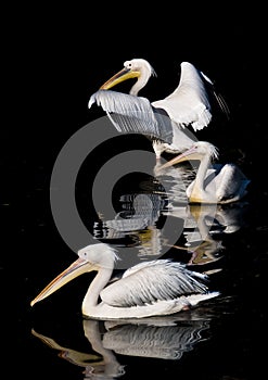 Pelicans