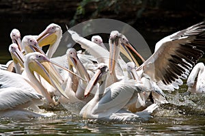 Pelicans
