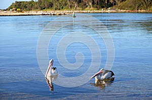 Pelicans 2