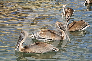 Pelicans photo