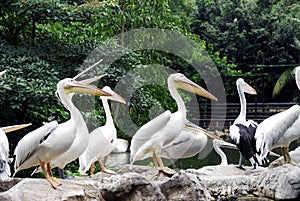 Pelicans